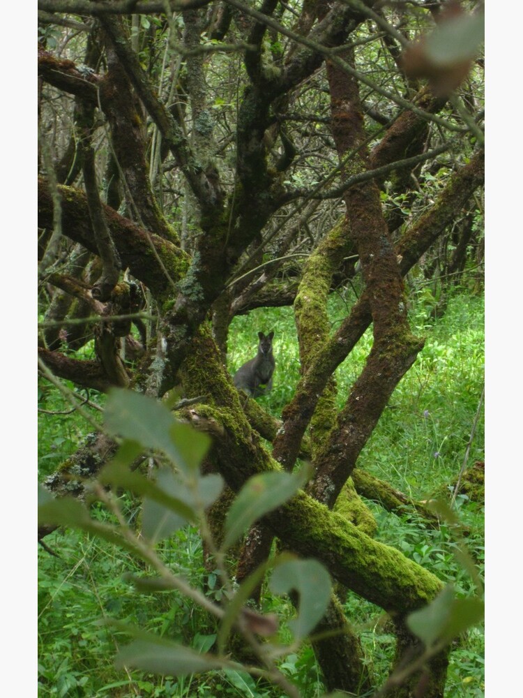 Ballaugh Curraghs by IOMWildFlowers