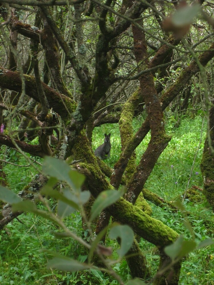 Ballaugh Curraghs by IOMWildFlowers