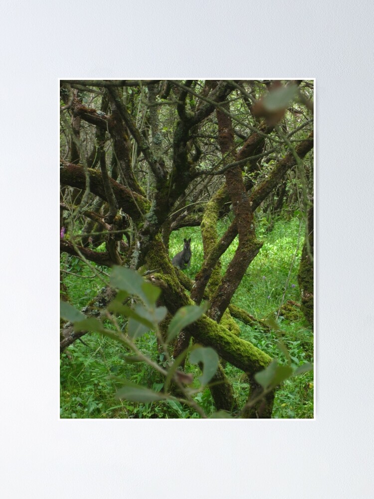 Alternate view of Ballaugh Curraghs Poster