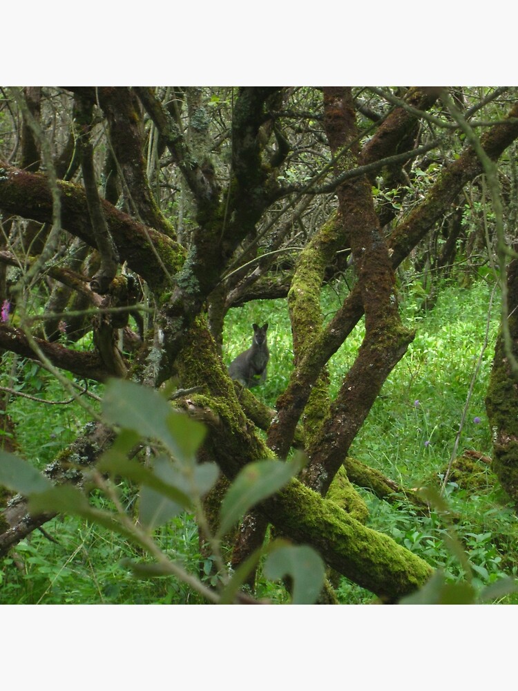 Ballaugh Curraghs by IOMWildFlowers