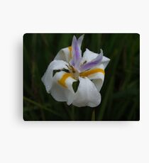 flower Canvas Print