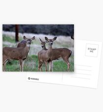 Deer Postcards