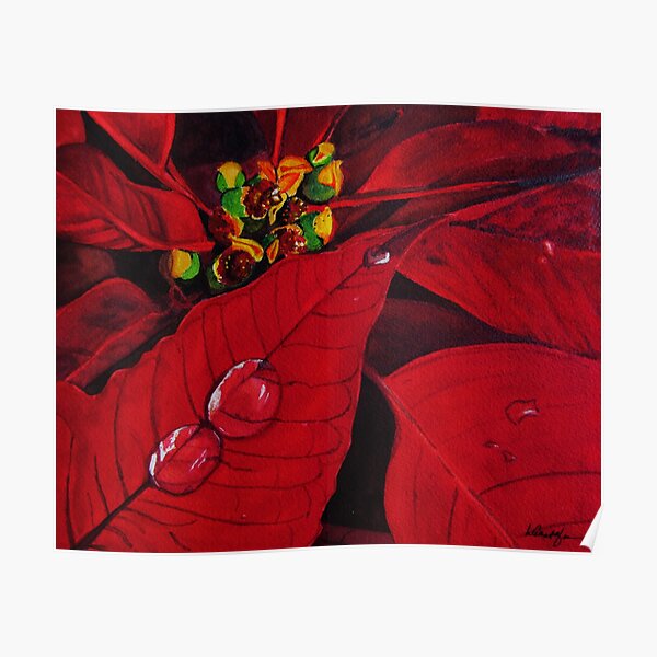 Big Red Poinsettia Poster