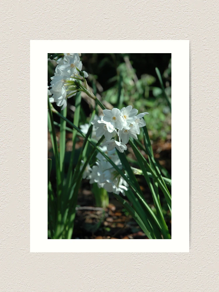 Thumbnail 1 of 3, Art Print, Simple designed and sold by Holly Werner.