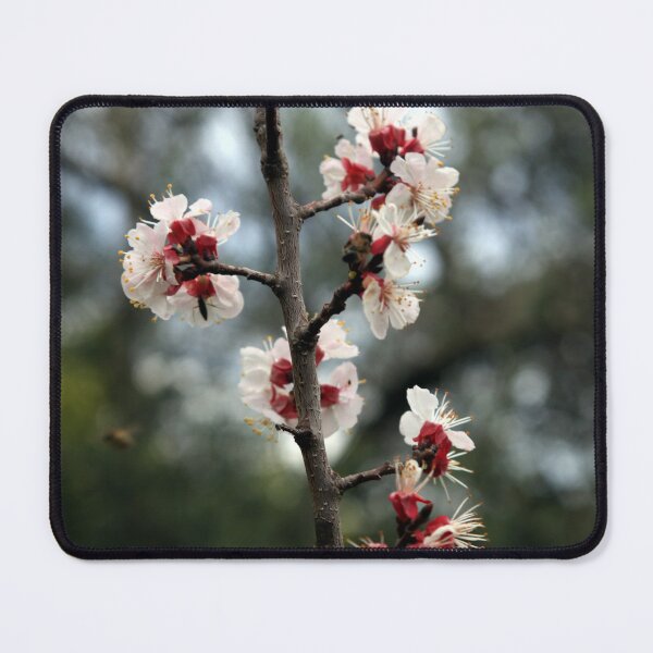 Item preview, Flowers of an Appricot tree designed and sold by LuminusProject.