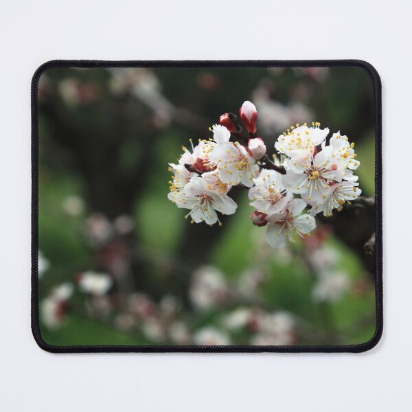 Item preview, Close up flowers of apprticot tree designed and sold by LuminusProject.