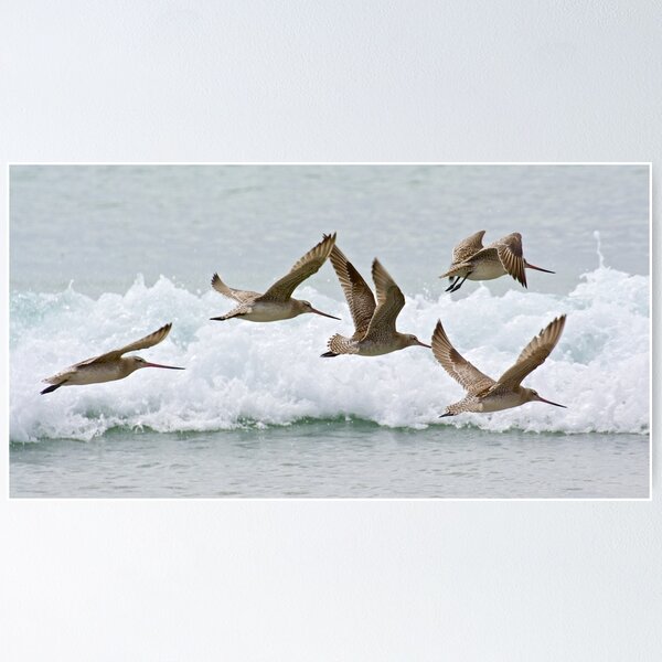 Item preview, SHOREBIRD ~ Bar-tailed Godwit zeAPxrZN by David Irwin designed and sold by tasmanianartist.