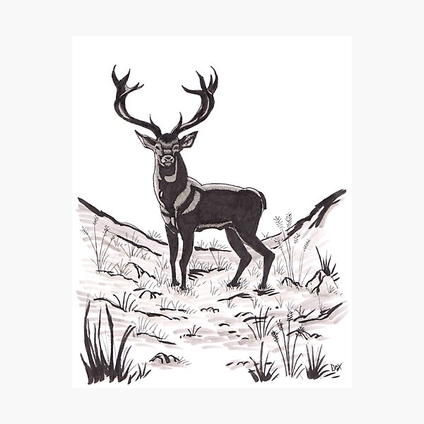 The deer Impression photo