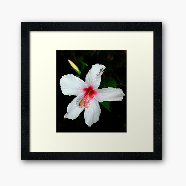 Hibiscus Framed Art Print