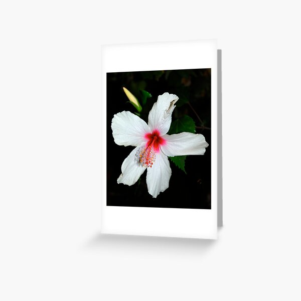 Hibiscus Greeting Card