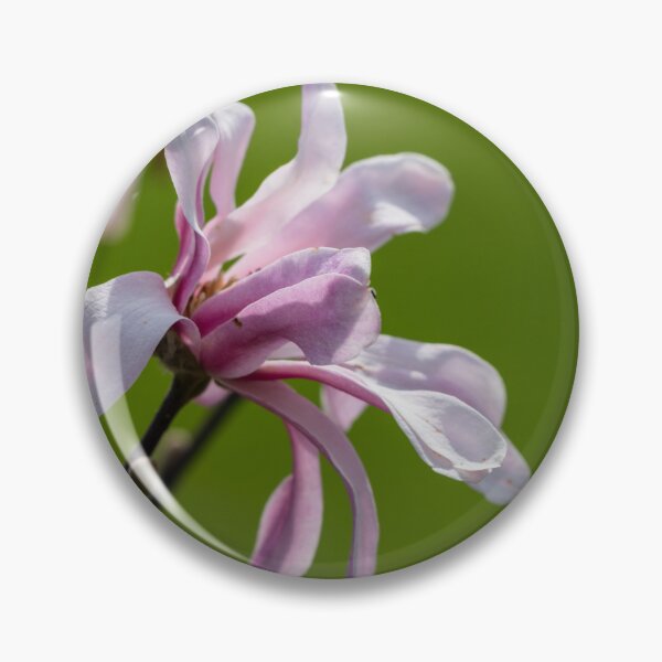 Item preview, Leonard Messel Magnolia Bloom To The Side designed and sold by mljdwhite.