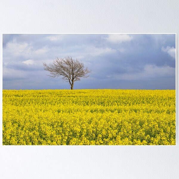 Item preview, yellow field designed and sold by Barry Culling.