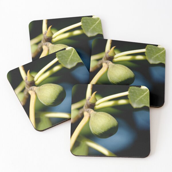 Item preview, Unripe Fig fruit on a tree designed and sold by Michaelerch.