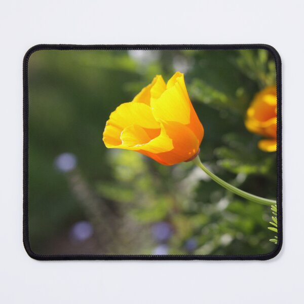 Item preview, Amapola de California iluminada por el sol designed and sold by Quintessential Arts.