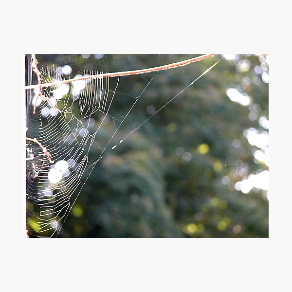 webbage Photographic Print