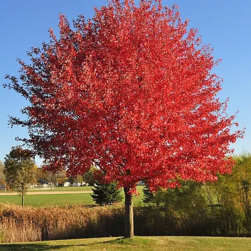 Artwork thumbnail, Red Maple Tree by DesignMore21