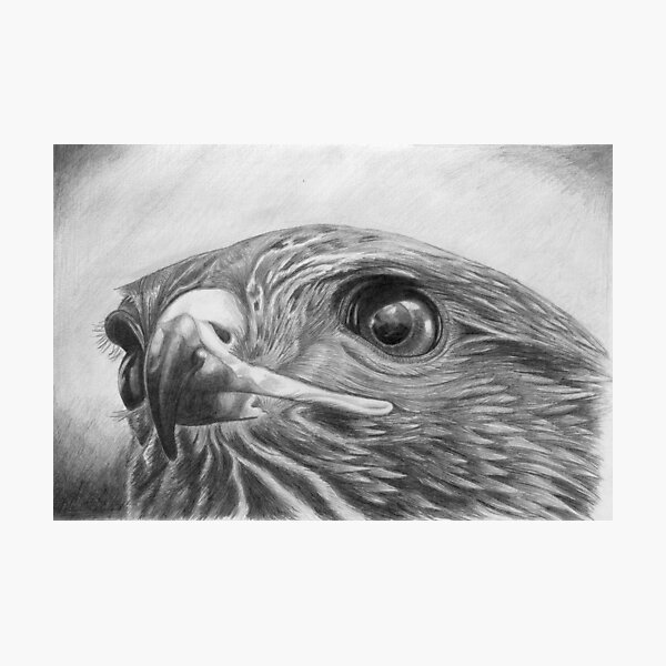 King in the sky Photographic Print