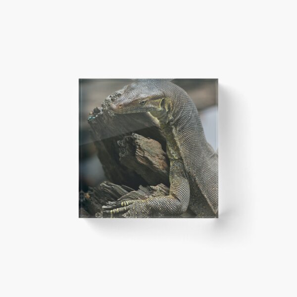 Item preview, Lazy lizard designed and sold by AnnaKT.