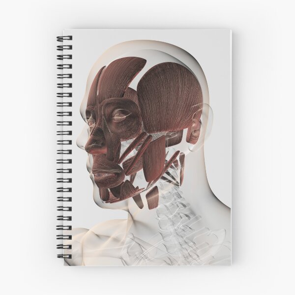 Item preview, Anatomy of male facial muscles, side view. designed and sold by StocktrekImages.