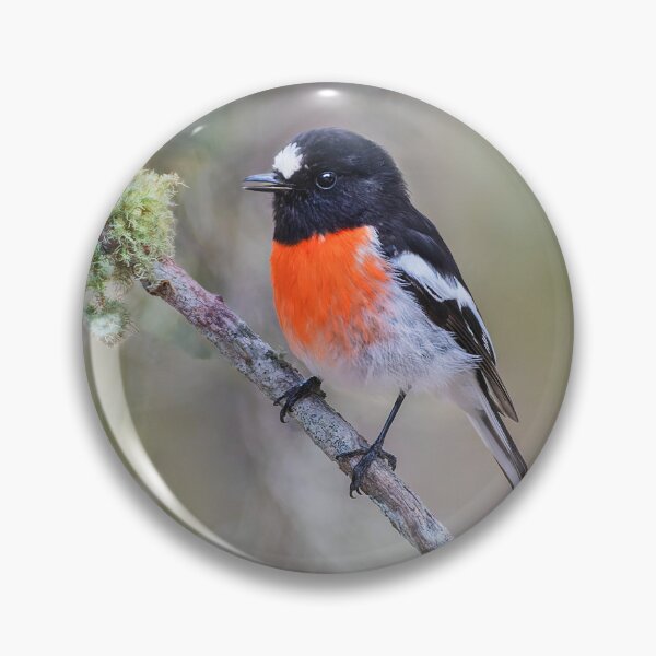 Item preview, Scarlet Robin perched in a tree designed and sold by RAFImages.