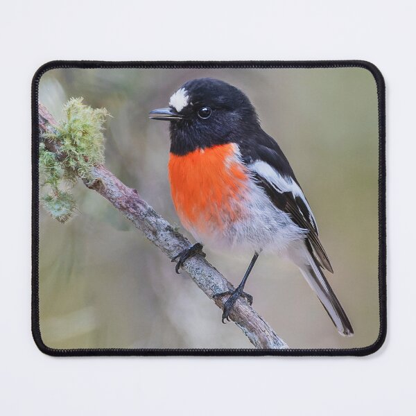 Item preview, Scarlet Robin perched in a tree designed and sold by RAFImages.