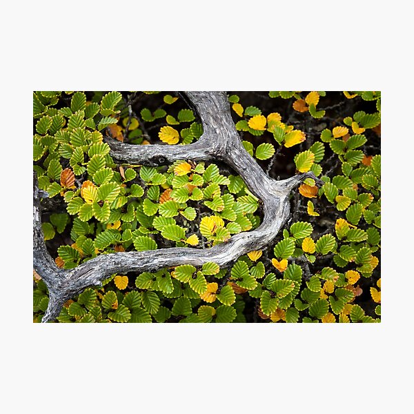 Wrapped Fagus, Mt Field, Tasmania Photographic Print