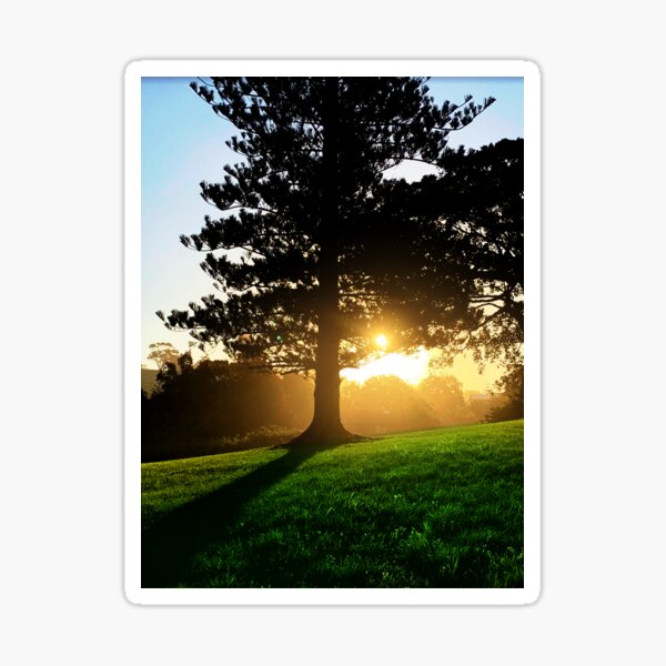 The Setting Sun Radiating Through The Trees Sticker