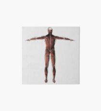 Anatomy of male muscular system, posterior view. Art Board