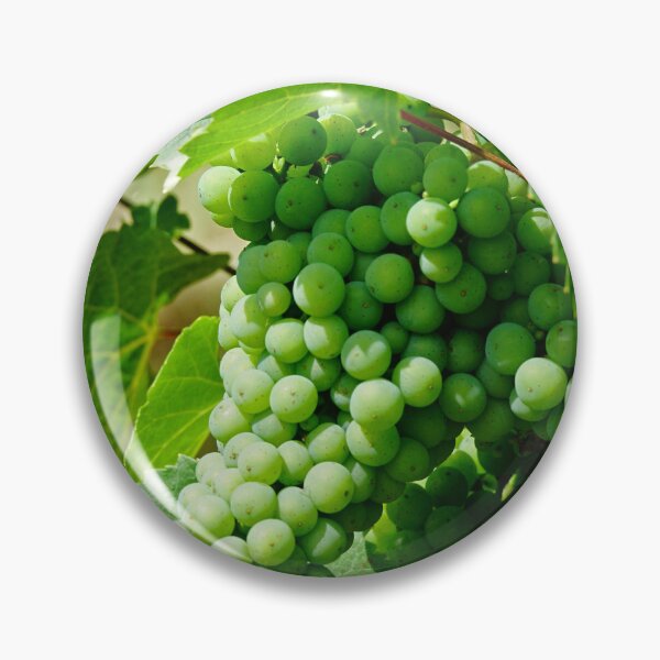 Item preview, Riesling grape vines in a french vineyard | Alsace white wines  designed and sold by CarolinaReina.