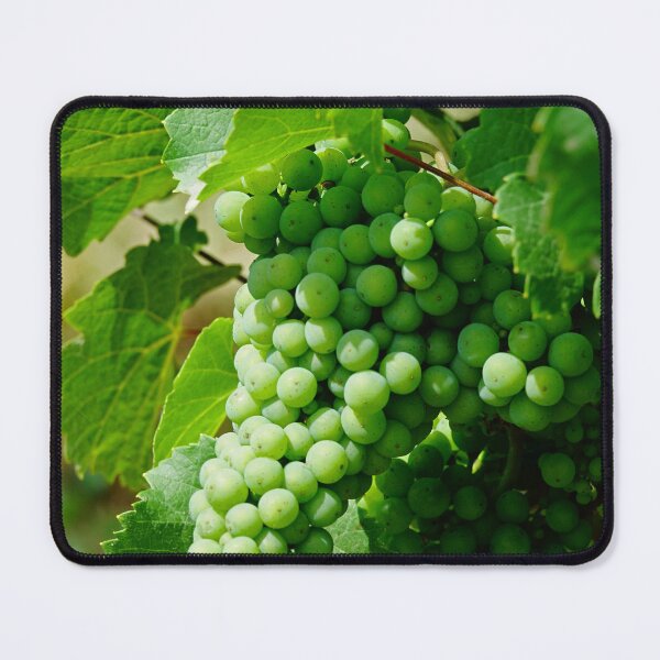 Item preview, Riesling grape vines in a french vineyard | Alsace white wines  designed and sold by CarolinaReina.