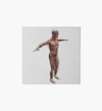 Anatomy of male muscular system, side view. Art Board