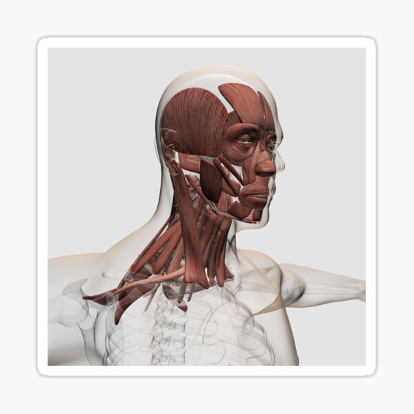 quot Anatomy of maleand neck muscles front view quot Sticker for Sale quot Anatomy of maleand neck muscles front view quot Sticker for Sale