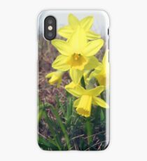 Daffodils iPhone Case/Skin