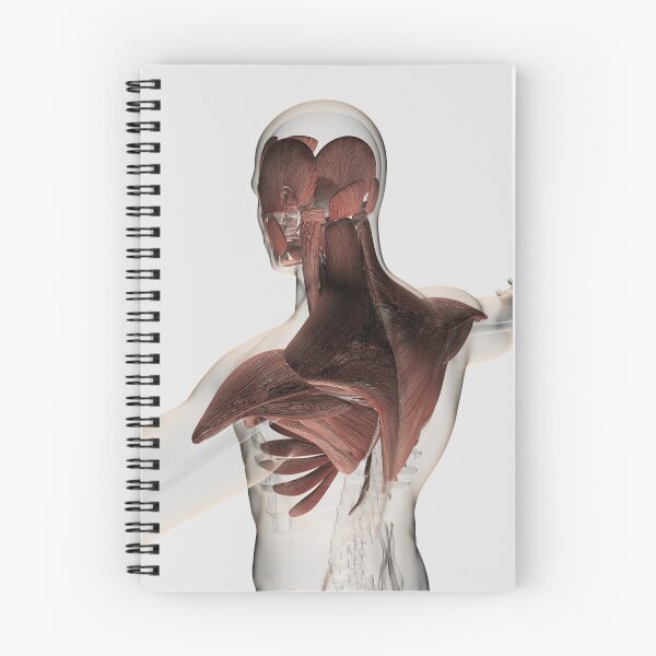 Item preview, Anatomy of male muscles in upper body, posterior view. designed and sold by StocktrekImages.