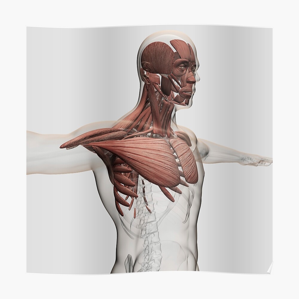 Posterior Torso Muscles Labeled