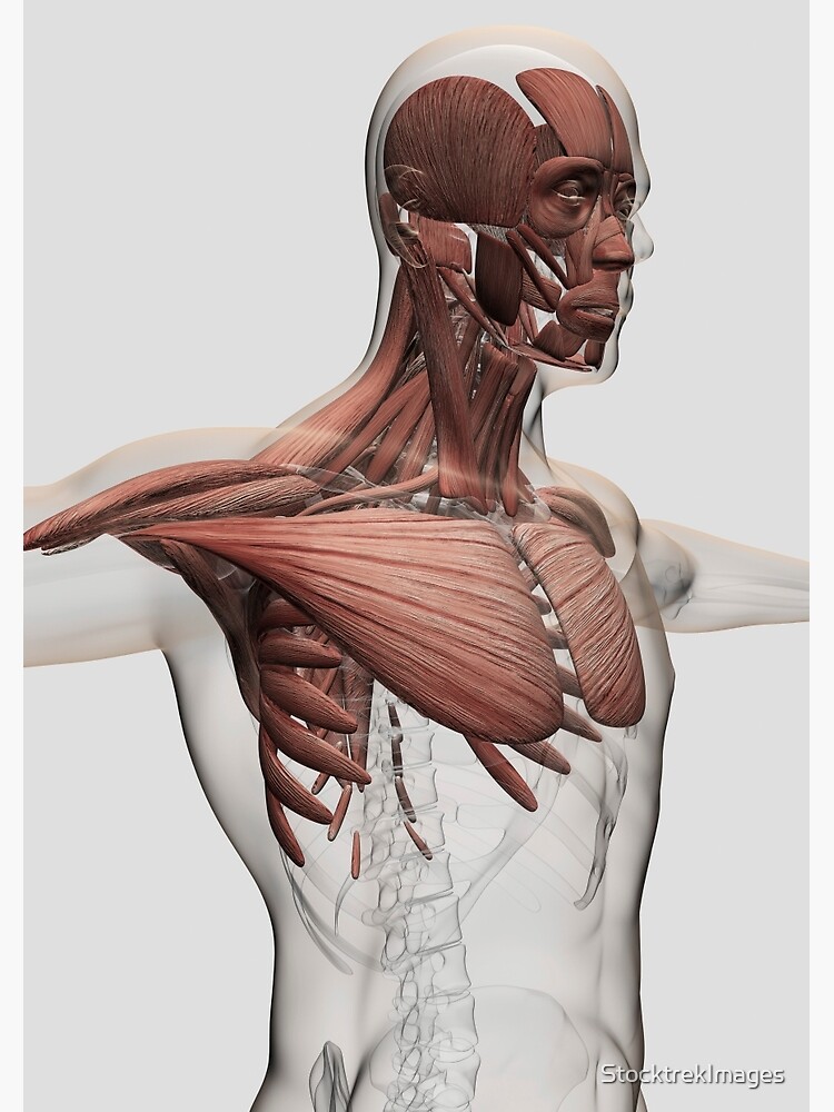 Cuaderno de espiral for Sale con la obra «Anatomía de los músculos  masculinos en la parte superior del cuerpo, vista anterior.» de  StocktrekImages