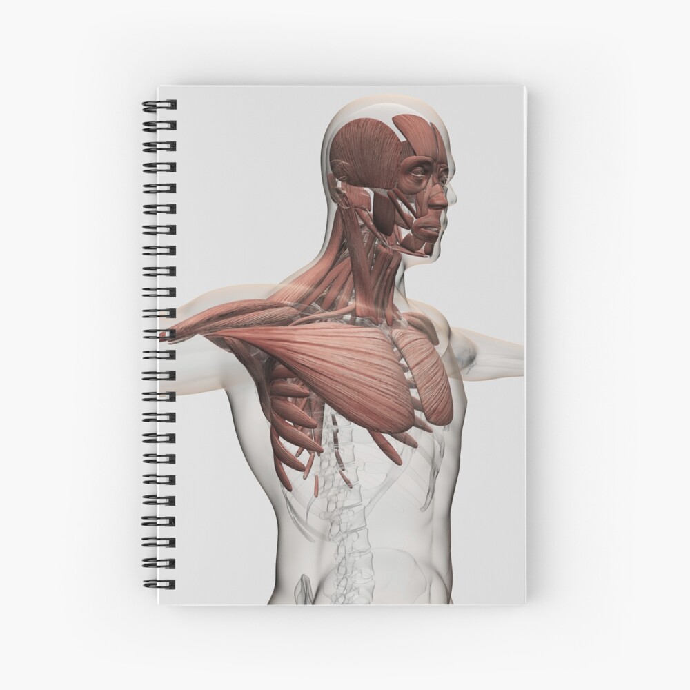 Anatomy Of Male Muscles In Upper Body Anterior View Spiral Notebook By Stocktrekimages Redbubble