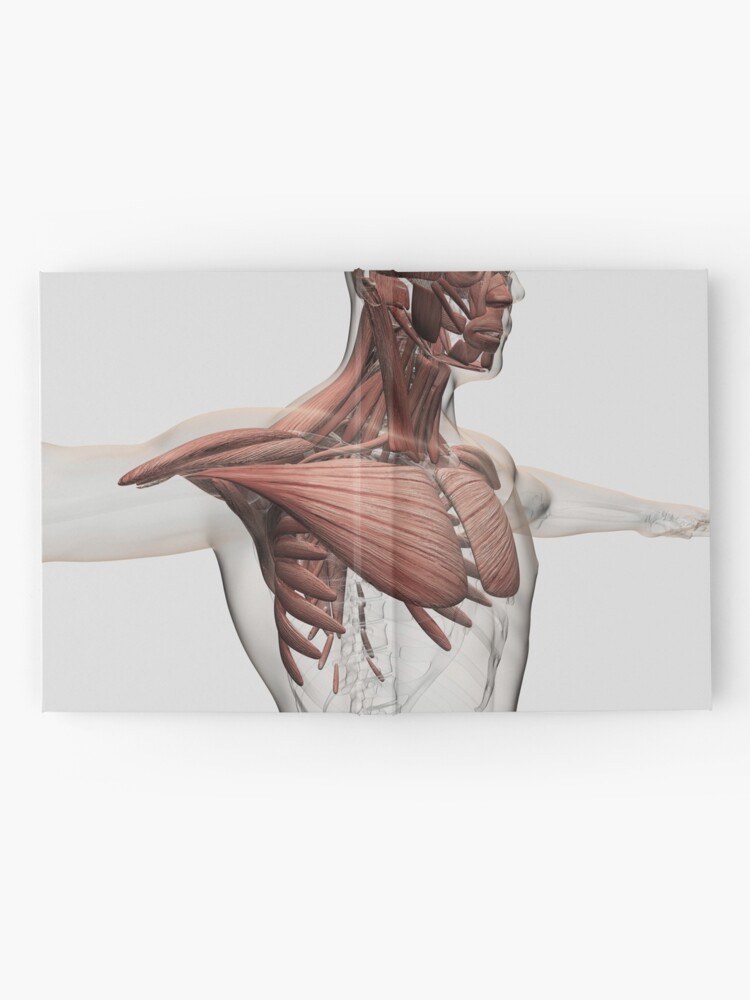 Anatomy Of Male Muscles In Upper Body Anterior View Hardcover Journal By Stocktrekimages Redbubble
