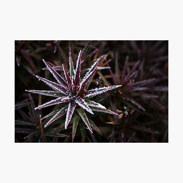 Frosted Richea scoparia, Mt Wellington, Tasmania Photographic Print