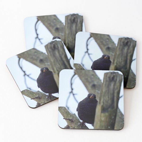 Item preview, The Young Prince. Eurasian blackbird designed and sold by Jouko Lehto Photography.