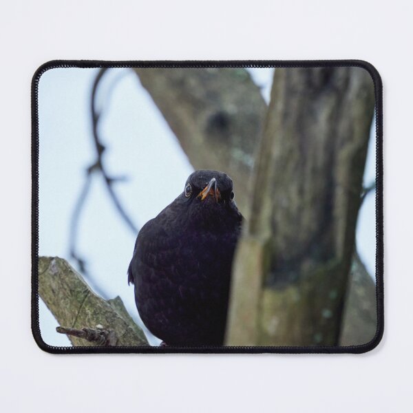 Item preview, The Young Prince. Eurasian blackbird designed and sold by Jouko Lehto Photography.