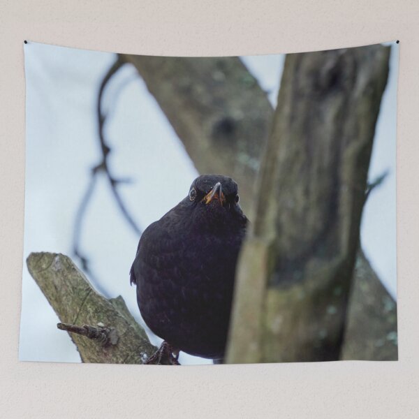 Item preview, The Young Prince. Eurasian blackbird designed and sold by Jouko Lehto Photography.