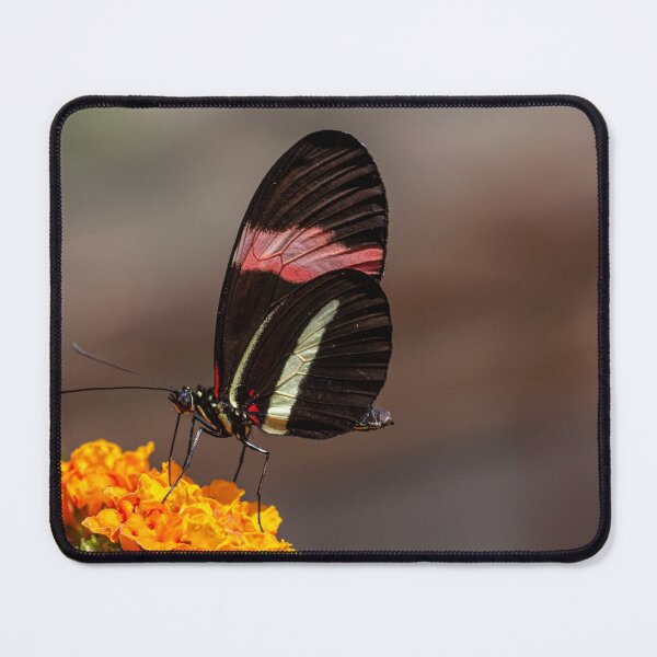 Item preview, Red postman butterfly on a flower designed and sold by pietrofoto.