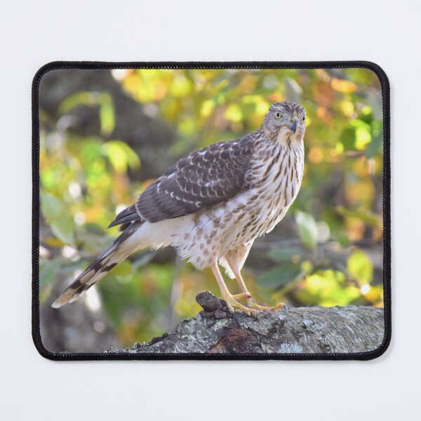 Item preview, Cooper's Hawk designed and sold by LeslieMac713.