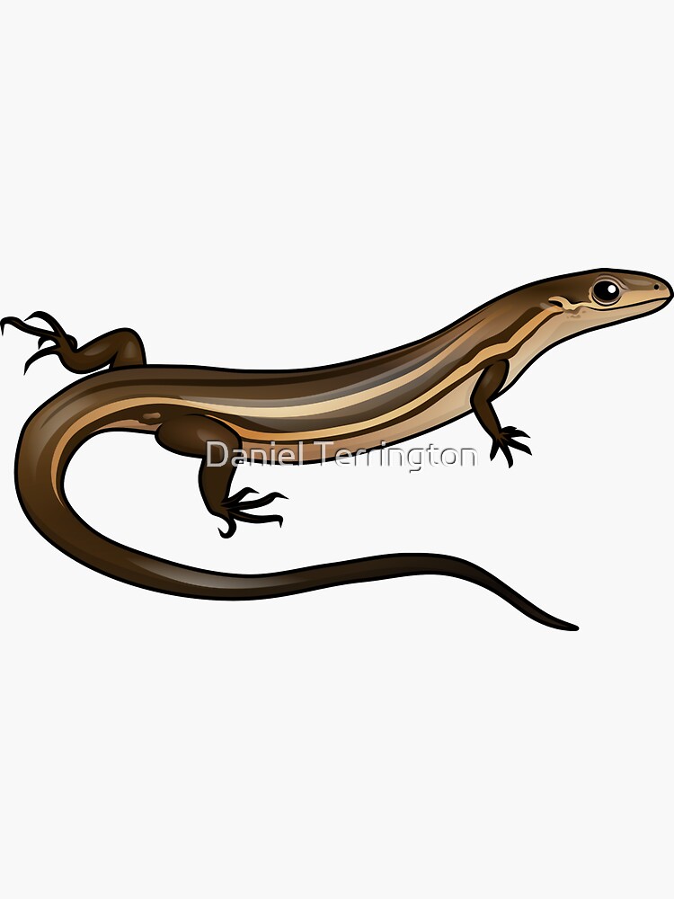 Thumbnail 3 of 3, Sticker, Glossy Grass Skink designed and sold by Dannelboyz.