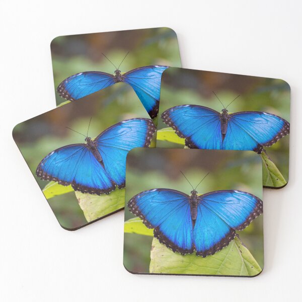 Item preview, Blue morpho butterfly on a leaf designed and sold by pietrofoto.
