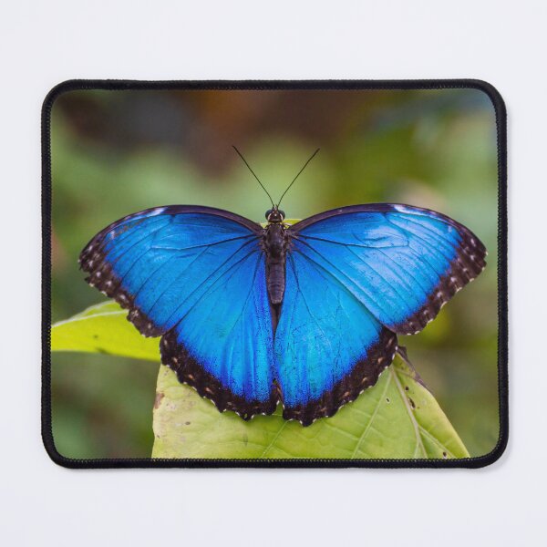 Item preview, Blue morpho butterfly on a leaf designed and sold by pietrofoto.