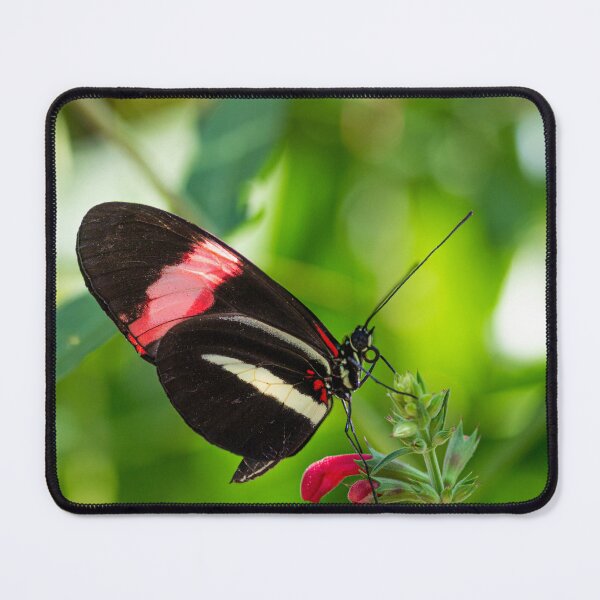 Item preview, Red postman butterfly designed and sold by pietrofoto.