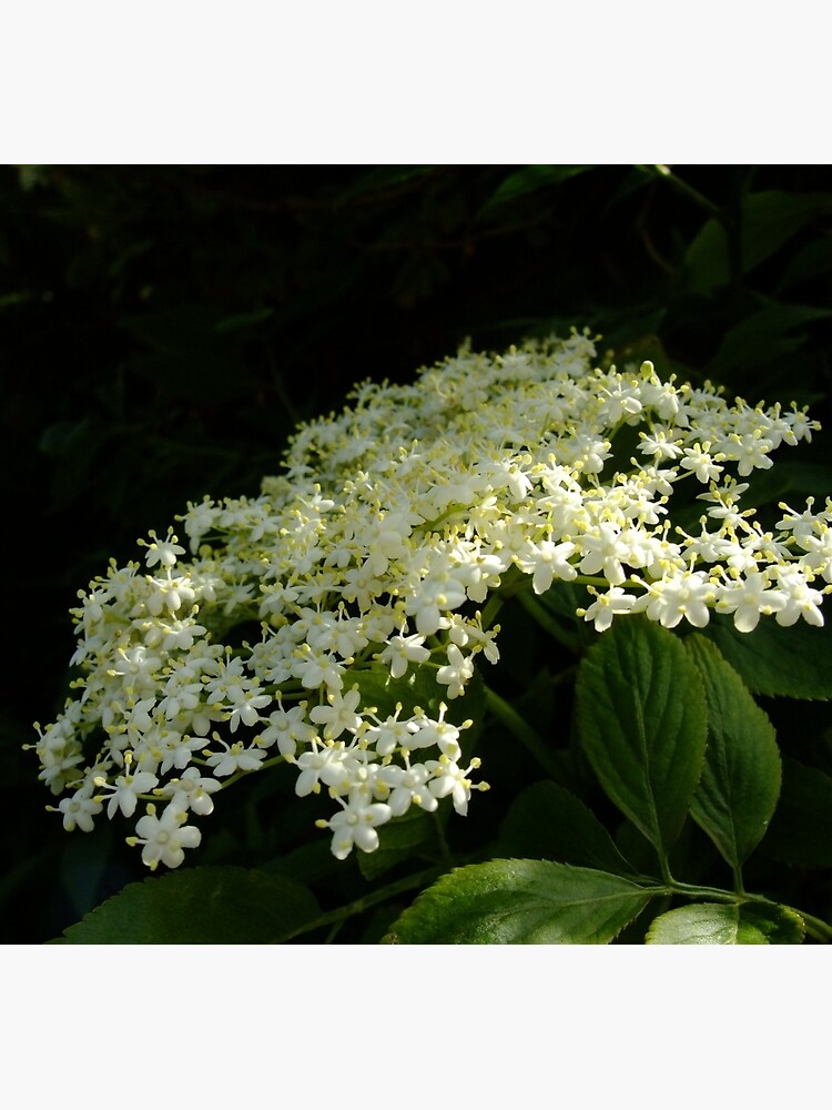 Elder by IOMWildFlowers