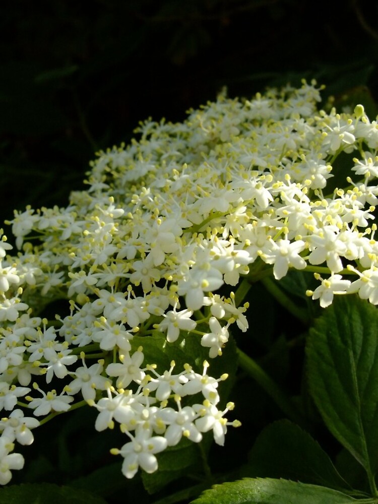 Elder by IOMWildFlowers